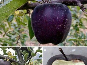 Mau Coba? Apel Black Diamond Ini Dijual Rp 94 Ribu per Buah