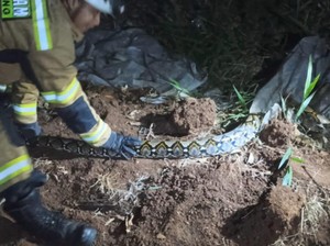Ular Sanca 4 Meter Takluk oleh Petugas Damkar Sumedang