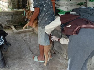 Anjing Rabies Ngamuk, Gigit Empat Warga Jembrana