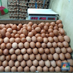 Serangan Fajar Nyata, Harga Telur Ayam Tembus Rp 30.000/Kg Pas Pemilu