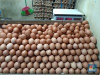 Serangan Fajar Nyata, Harga Telur Ayam Tembus Rp 30.000/Kg Pas Pemilu