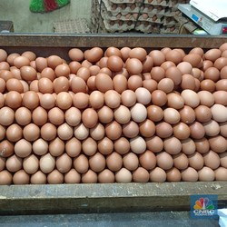 Harga Telur Ayam Lampaui Acuan Pemerintah, Mendag Zulhas Bilang Begini