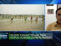 Musim Tanam Telah Tiba, Pupuk Subsidi Sampai Mana?