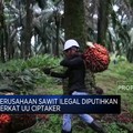 Perusahaan Sawit Ilegal Diputihkan Berkat UU Ciptaker