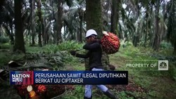 Perusahaan Sawit Ilegal Diputihkan Berkat UU Ciptaker
