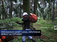 Perusahaan Sawit Ilegal Diputihkan Berkat UU Ciptaker