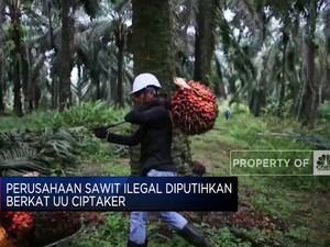 Perusahaan Sawit Ilegal Diputihkan Berkat UU Ciptaker