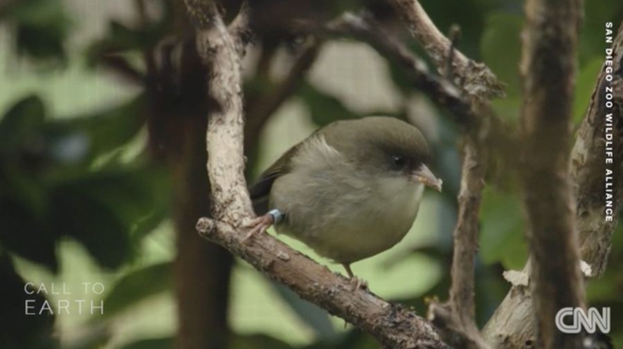 Akikiki, burung kecil berwarna abu-abu asli Hawaii. (Tangkapan Layar Video CNN Internasional)