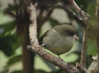 Nyamuk Bawa Petaka! Burung Ini Mau Punah Kini Sisa 5