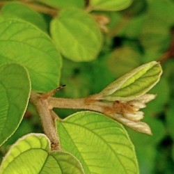 Tanda Kiamat Makin Dekat Terlihat Jelas di Daun, Ini Buktinya