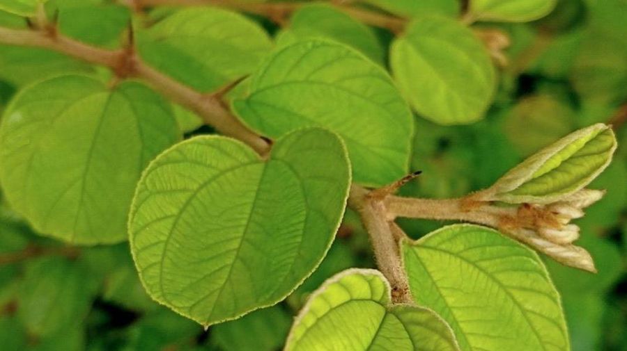 Daun Bidara. (Dok. umsu.ac.id)
