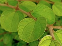 Tanda Kiamat Makin Dekat Terlihat Jelas di Daun, Ini Buktinya