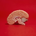 6 Kebiasaan Buruk yang Bisa Bikin IQ Turun & Otak Tumpul