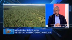 Masa Depan Sawit RI Terancam, Pemerintah Diminta Lakukan Ini