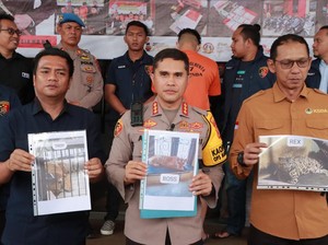 Polisi Beberkan Kronologi Pemuda di Samarinda Tewas Diterkam Harimau Majikan