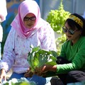 Sukses Bertani bersama BRI, Ini Kisah di Mrican Caturtunggal