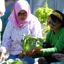 Sukses Bertani bersama BRI, Ini Kisah di Mrican Caturtunggal
