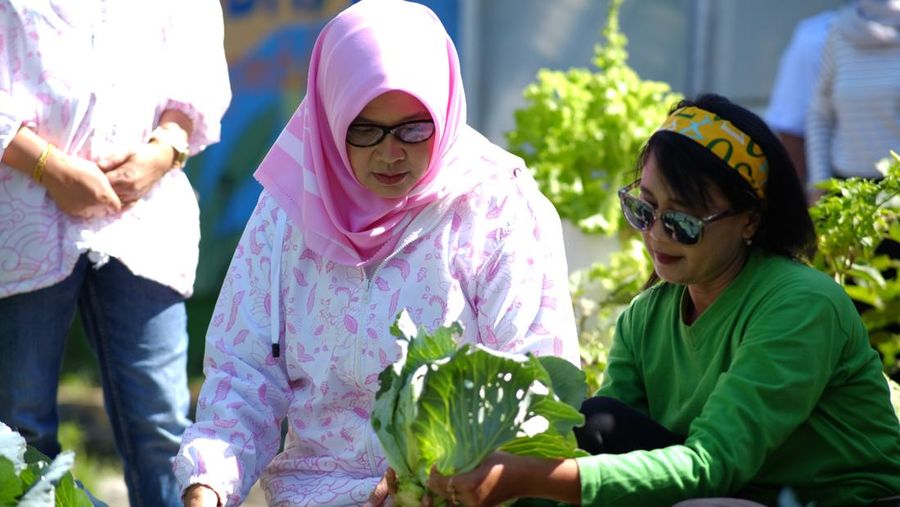 tanaman yang dibudidayakan bersama oleh Kelompok Tani Wanita (KWT) Srikandi di Mrican Caturtunggal Depok.
