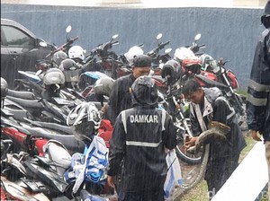 Geger Kemunculan Piton 3 Meter Saat Demo Buruh di Sukabumi