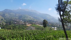 Kata BTNGMb dan Pihak Open Trip soal Viral Area Kamping Merbabu Dikaveling