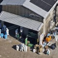 Jepang Bunuh 40.000 Burung di Peternakan Terdeteksi Flu H5