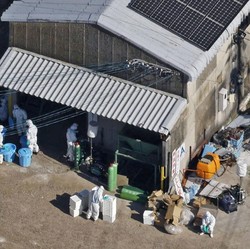 Jepang Bunuh 40.000 Burung di Peternakan Terdeteksi Flu H5
