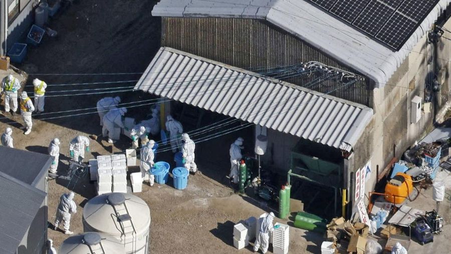 Pemandangan dari udara menunjukkan petugas yang mengenakan pakaian pelindung memusnahkan ayam di peternakan unggas tempat petugas mendeteksi flu burung tipe H5 yang sangat patogen, di Kashima, prefektur Saga, Jepang, 25 November 2023, dalam foto yang diambil oleh Kyodo. (Mandatory credit Kyodo via REUTERS)