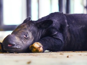 Kabar Gembira! Anak Badak Sumatera Jantan Lahir di Way Kambas
