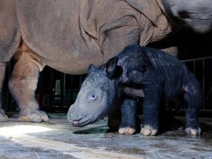 Senangnya Siti Nurbaya, Akhir Tahun Ditutup Kelahiran 2 Anak Badak Sumatera