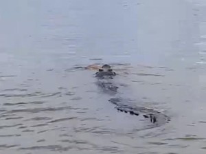 Bocah 10 Tahun di Kalteng Tewas Diterkam Buaya Saat Berenang di Sungai