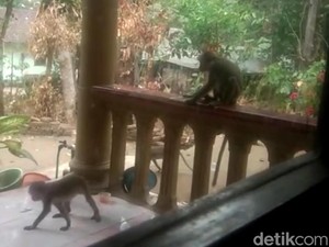Makanan Habis gegara Kemarau, Monyet di Gunung Pegat Blitar Serbu Permukiman
