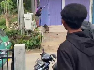 Ini Asal-usul Kawanan Babi yang Muncul di Permukiman Warga Bandung