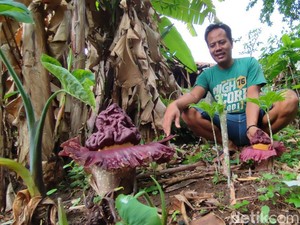 Kemunculan Bunga Bangkai Suweg dan Tanda Musim Hujan di Ciamis