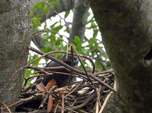 Kembalinya Para Penghuni Pegunungan Sanggabuana