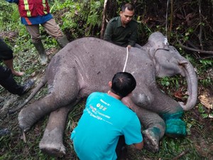 Miris! Seekor Anak Gajah di Riau Mati Kena Jerat