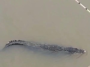Geger Buaya Muara Muncul di Sungai Lalan saat Warga Mancing