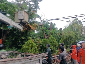 Hujan Lebat dan Angin Kencang di Surabaya Tumbangkan Pohon-Bikin Macet Lalin
