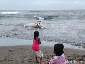 Hiu Tutul 4 Meter Terdampar di Pantai Wagir Indah Cilacap