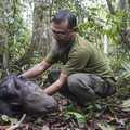Badak Jawa Sisa Segini, Orang Ini Tega Jual Cula Rp 525 Juta