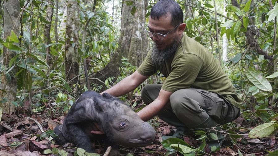 Dokter hewan Zulfi Arsan sedang merawat anak badak sumatera yang baru lahir di Suaka Badak Sumatera di Taman Nasional Way Kambas, Indonesia. (Indonesian Ministry of Environment and Forestry via AP)