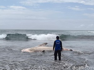 Dalam 5 Bulan, 4 Hiu Tutul-1 Paus Mati Terdampar di Pantai Cilacap