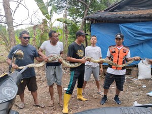 Sanca 3 Meter Ngumpet di Kandang Ayam Klaten, Dievakuasi Pakai Stik
