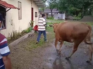 4 Komplotan Spesialis Pencuri Sapi di Pohuwato Ditangkap