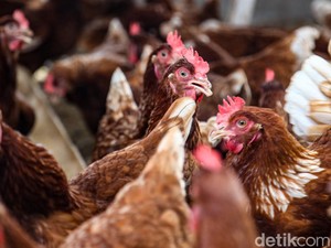 Wajah Ayam Ternyata Bisa Kayak Udang Rebus Karena Marah, Mirip Manusia?