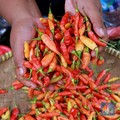 Harga Pangan Hari Ini: Cabai Rawit Merah Ngegas Terus!