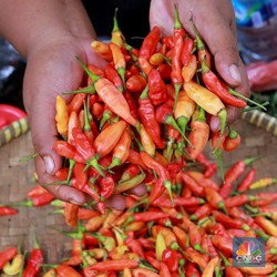 Harga Cabai Rawit Merah di Jakarta Rp100.000, Petani Banderol Segini