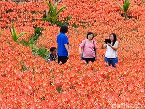 Dulu Dianggap Gulma, Amarilis Kini Jadi Daya Tarik Wisata Gunungkidul