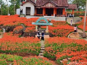 Cantik Banget! Amarilis Lagi Bermekaran di Ngasemayu Gunungkidul