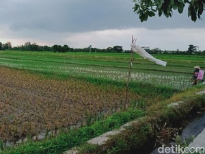 Awal Musim Hujan, Hama Penggerek Batang Masih Hantui Petani Klaten