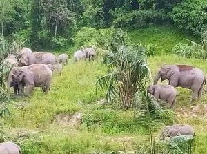 Penampakan Kawanan Gajah Rusak Kebun-Rumah Warga di Lampung